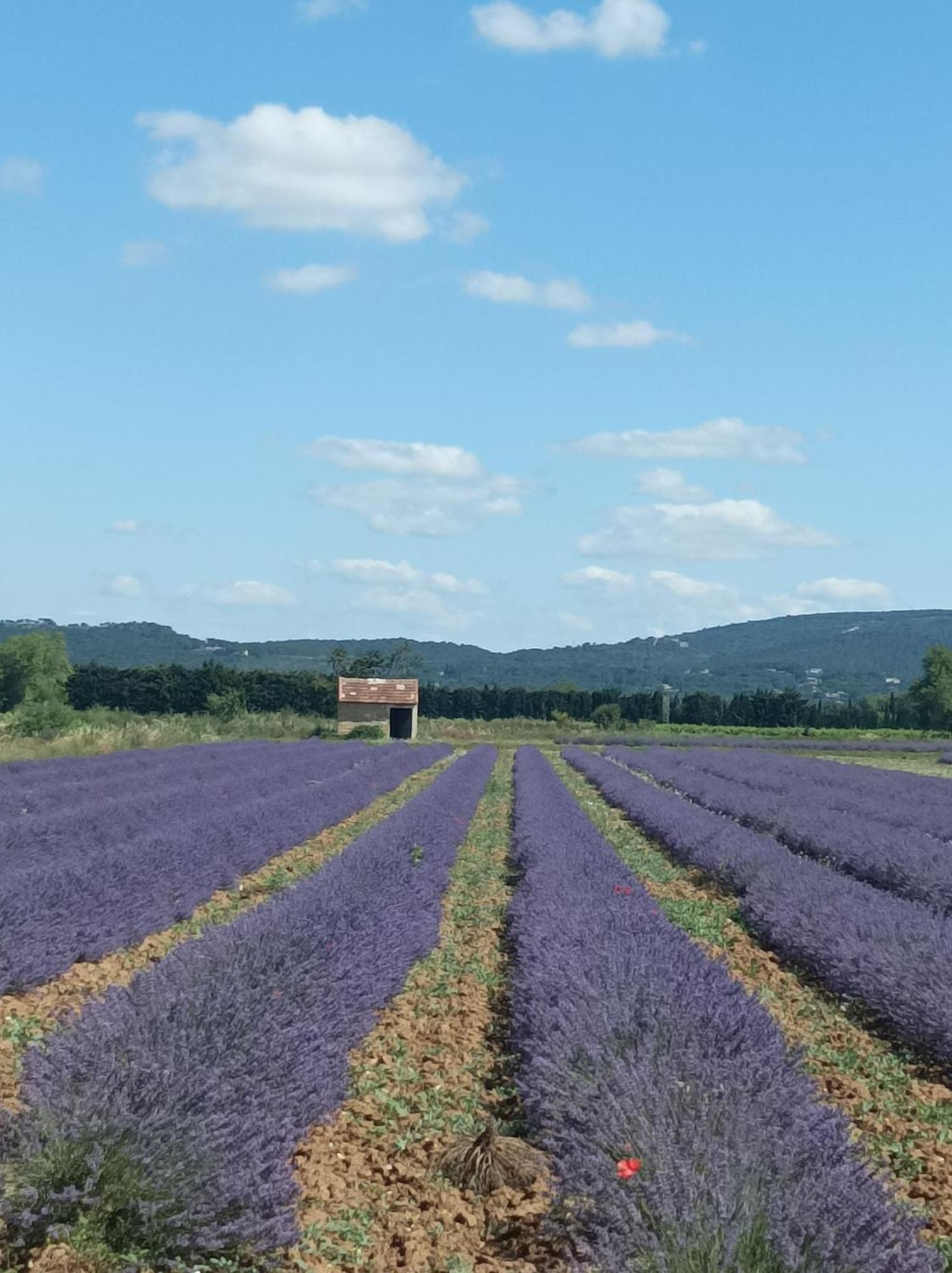 Chambre D'Hotes Les Garrigues Piolenc Ngoại thất bức ảnh